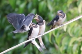 Schwalben füttern Jungtiere an einem stürmischen Tag